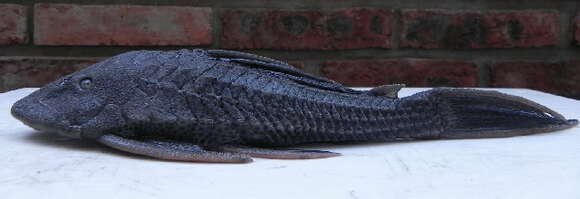 Image of Catfish