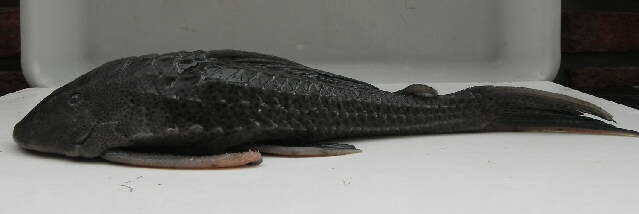 Image of Catfish