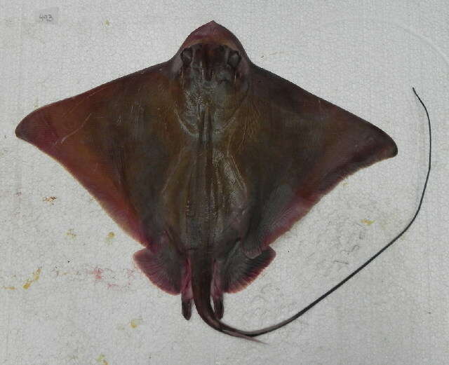 Image of Southern Eagle Ray