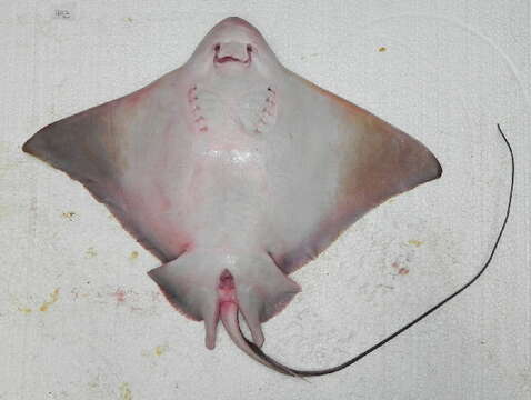 Image of Southern Eagle Ray