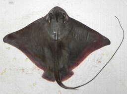 Image of Southern Eagle Ray