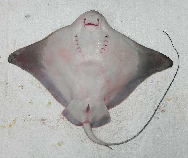 Image of Southern Eagle Ray