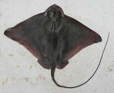 Image of Southern Eagle Ray