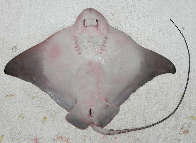 Image of Southern Eagle Ray