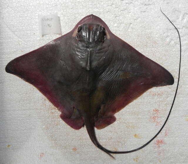 Image of Southern Eagle Ray