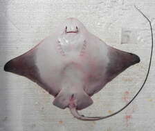 Image of Southern Eagle Ray