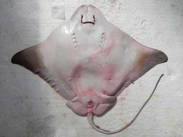 Image of Southern Eagle Ray