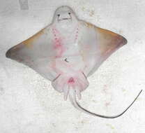 Image of Shortnose eagle ray