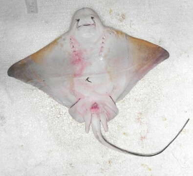 Image of Shortnose eagle ray