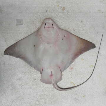 Image of Shortnose eagle ray