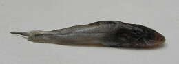 Image of Pimelodella laticeps Eigenmann 1917