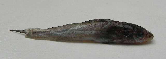 Image of Pimelodella laticeps Eigenmann 1917