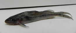 Image of Pimelodella laticeps Eigenmann 1917