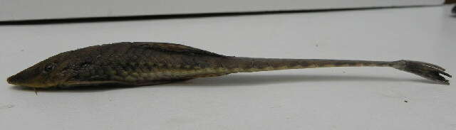 Image of Catfish