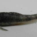 Image of Otocinclus cf. vittatus