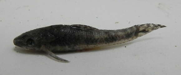 Image of Otocinclus cf. vittatus