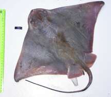 Image of Southern Eagle Ray