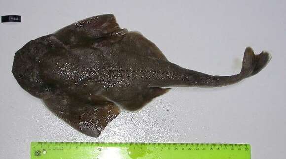 Image of cartilaginous fishes