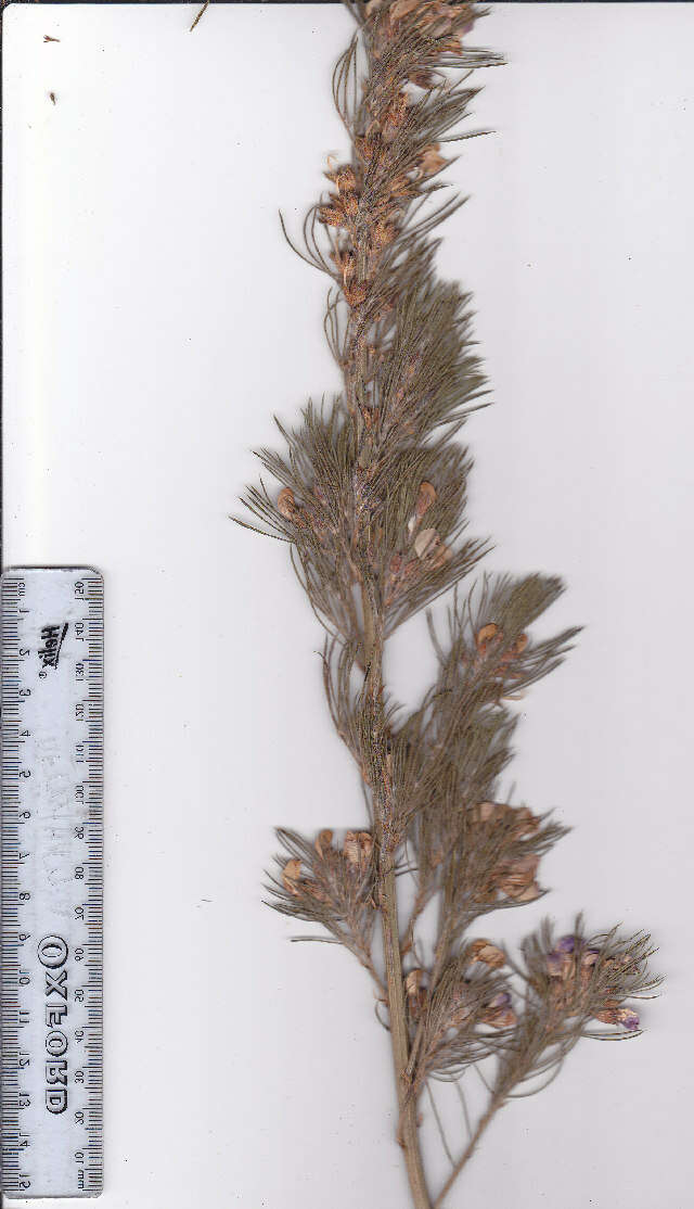 Plancia ëd Psoralea pinnata L.