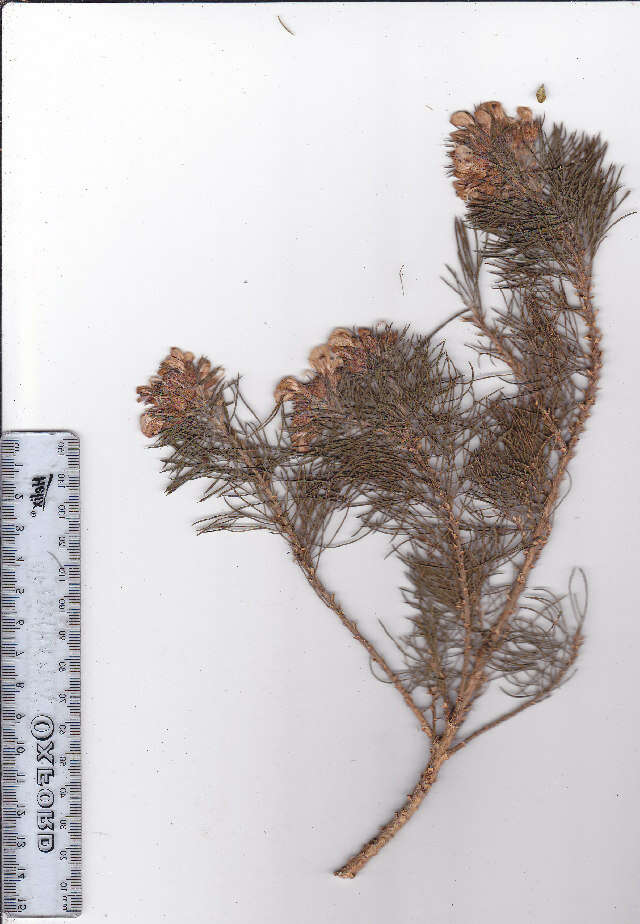 Plancia ëd Psoralea pinnata L.