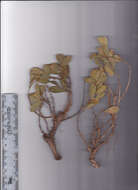 Imagem de Otholobium rotundifolium (L. fil.) C. H. Stirt.