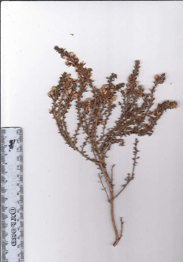 Image of Psoralea aculeata L.