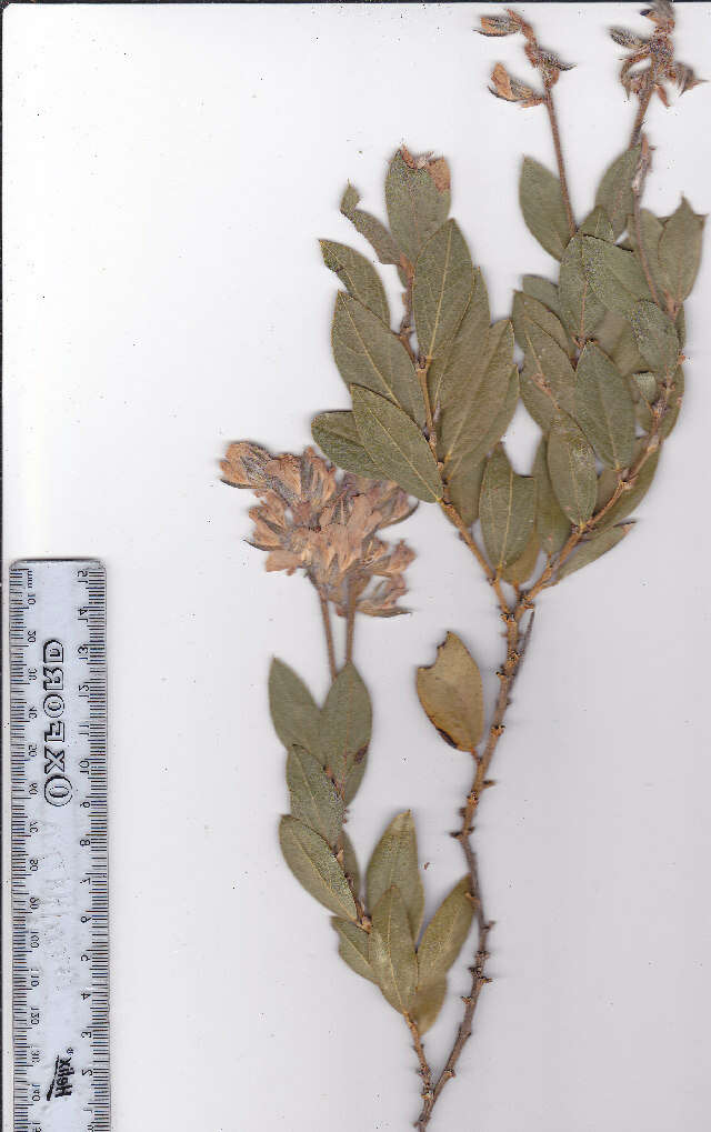 Plancia ëd Otholobium thomii (Harv.) C. H. Stirt.