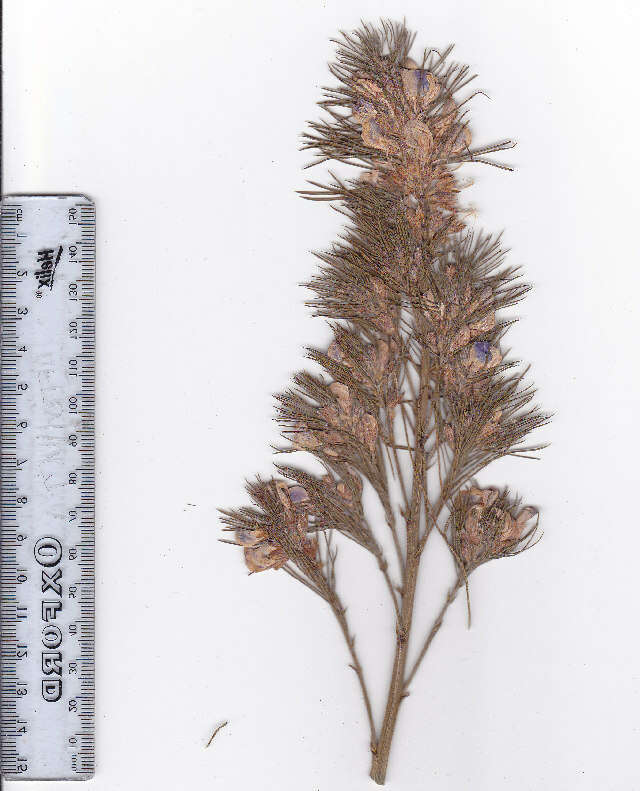 Plancia ëd Psoralea pinnata L.