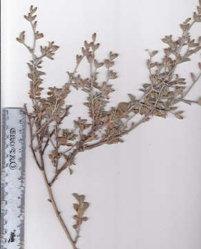 Image of <i>Otholobium hirtum</i> (L.) C. H. Stirt.