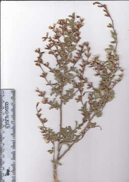 Image of Otholobium hamatum (Harv.) C. H. Stirt.