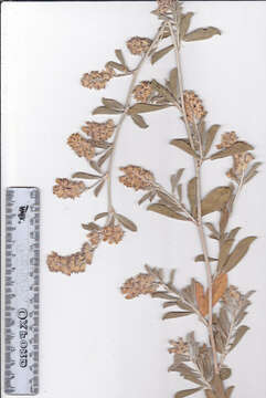 Image of <i>Otholobium striatum</i> (Thunb.) C. H. Stirt.