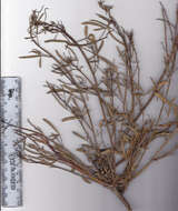 Image de Psoralea verrucosa Willd.