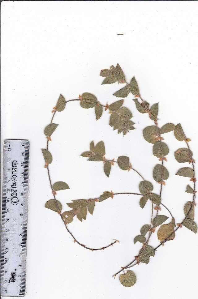 Imagem de Psoralea imbricata (L. fil.) T. M. Salter