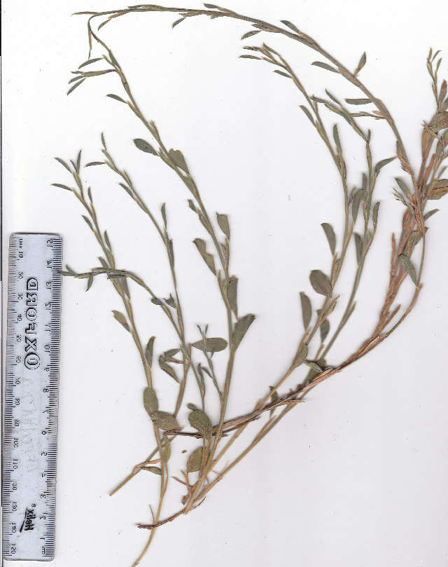 Image of Psoralea alata (Thunb.) T. M. Salter