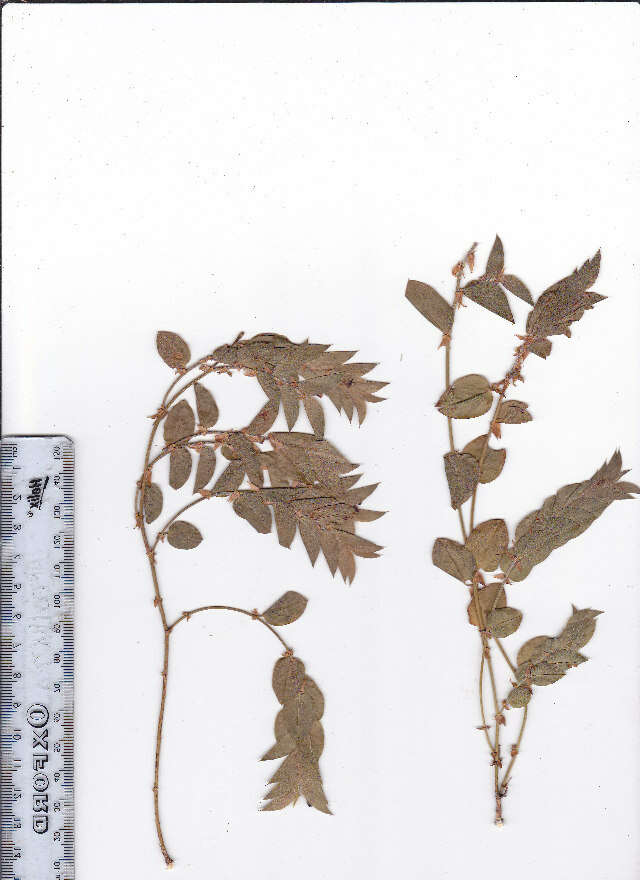 Imagem de Psoralea imbricata (L. fil.) T. M. Salter