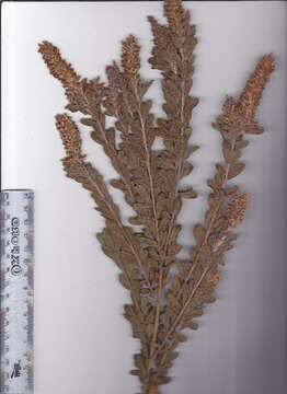 Otholobium spicatum (L.) C. H. Stirt. resmi