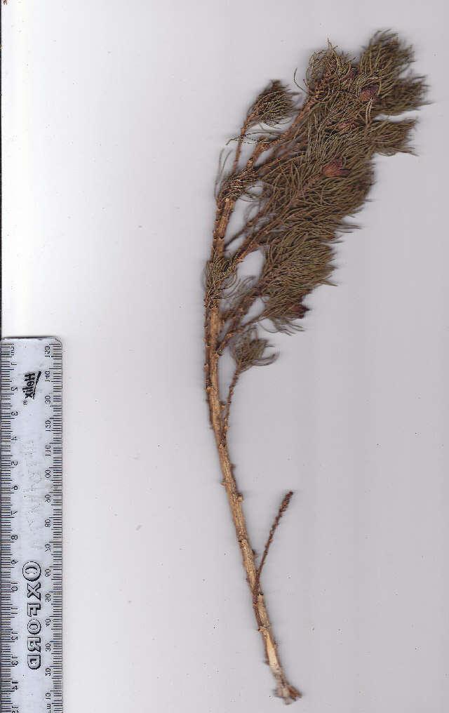 Image of Psoralea speciosa Eckl. & Zeyh.