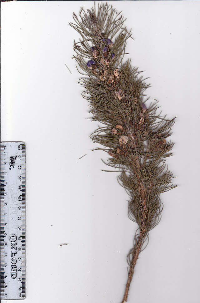 Plancia ëd Psoralea pinnata L.