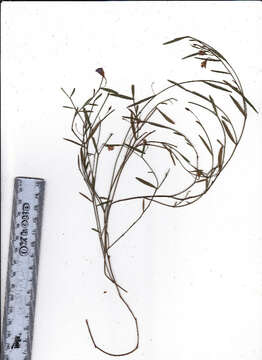 Image of Psoralea laxa T. M. Salter