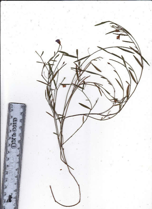 Image of Psoralea laxa T. M. Salter