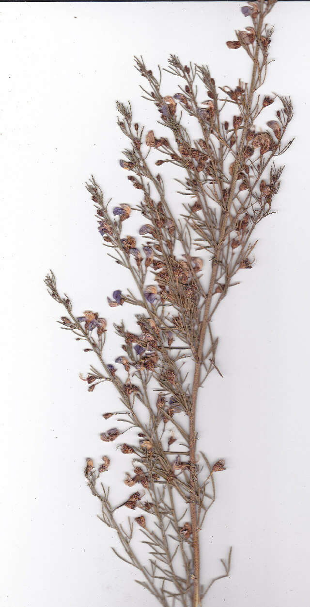 Image de Psoralea verrucosa Willd.