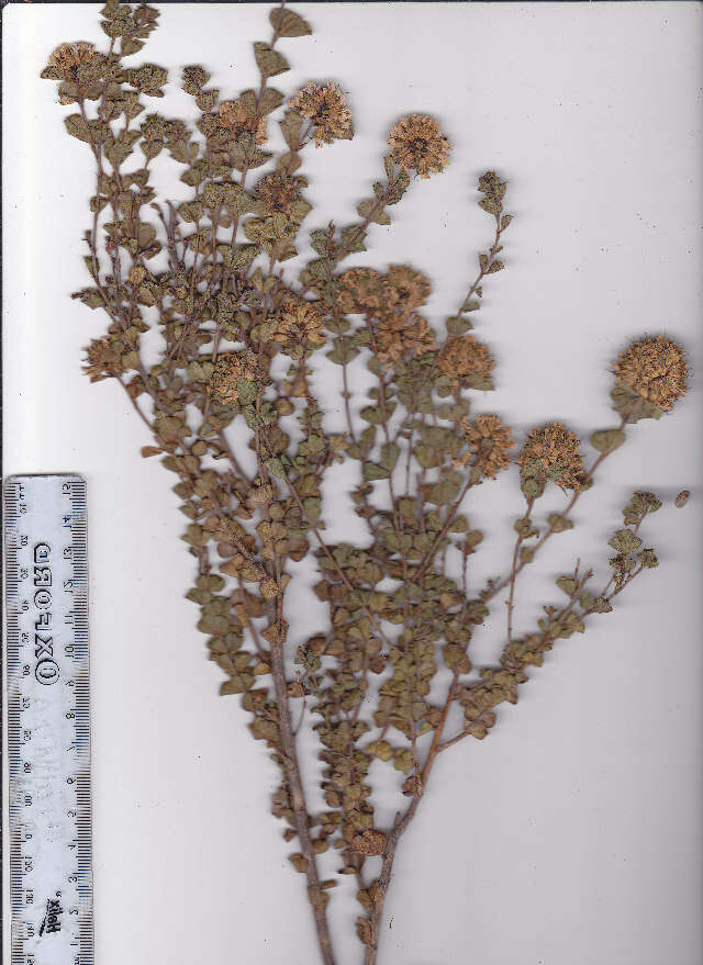 Image of Otholobium acuminatum (Lam.) C. H. Stirt.