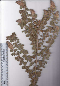 Image of <i>Otholobium stachyerum</i> (Eckl. & Zeyh.) C. H. Stirt.