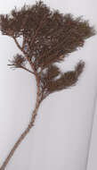 Image of Psoralea speciosa Eckl. & Zeyh.
