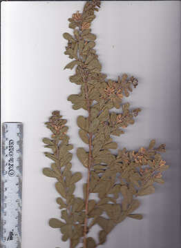 Image of <i>Otholobium polystictum</i> (Harv.) C. H. Stirt.