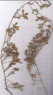Image of Psoralea repens P. J. Bergius