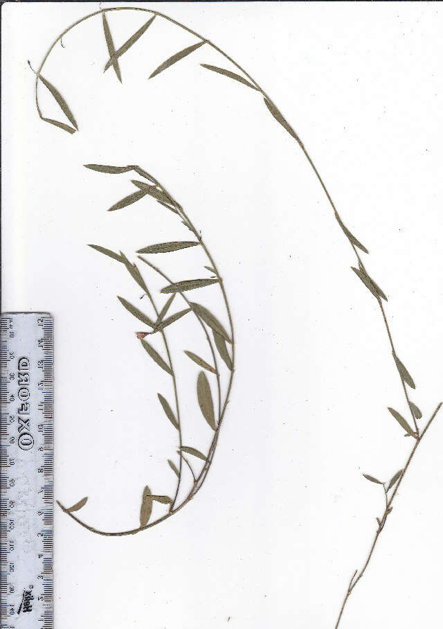 Image of Psoralea laxa T. M. Salter