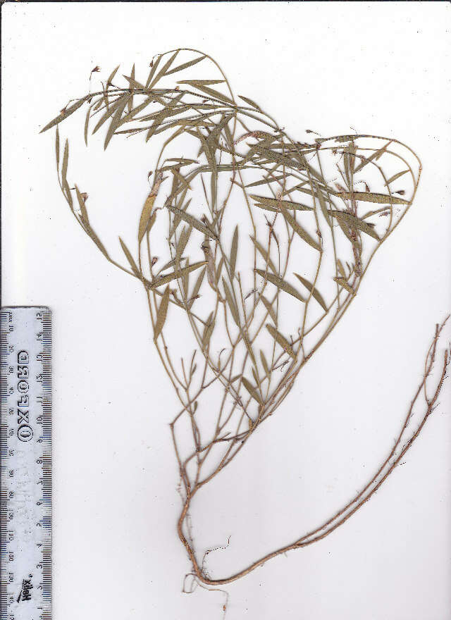 Image of Psoralea alata (Thunb.) T. M. Salter