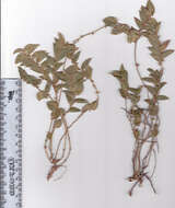 Imagem de Psoralea imbricata (L. fil.) T. M. Salter