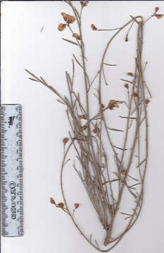 Image de Psoralea verrucosa Willd.